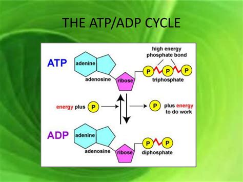 Diagram Of Atp Adp Cycle