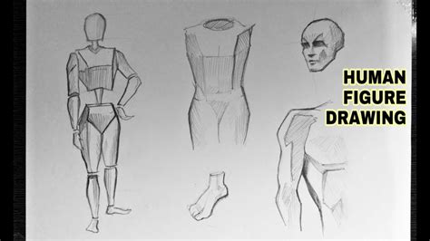 How to draw human anatomy program - lasopacollege