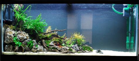 55 Gallon Fish Tank Ideas: Unique and Custom Designs