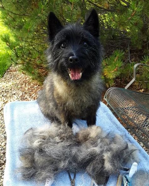 Grooming Information | Cairn Terrier Club of America