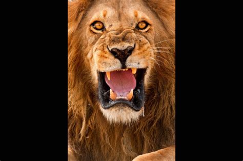 Angry Lion Eyes Wallpapers - Wallpaper Cave