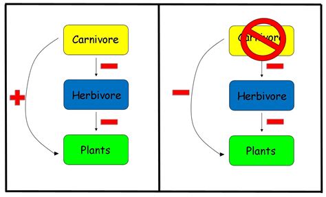 Trophic Cascade Diagram Cascade Trophic Ecosystem