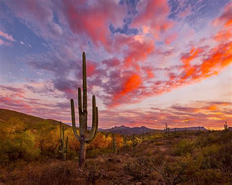 Sonoran Desert Autumn Sunset by Byron Neslen Photography