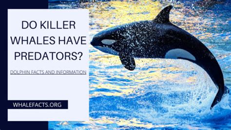 Do Killer Whales Have Predators | Can Anything Kill Orca? | Whale Facts