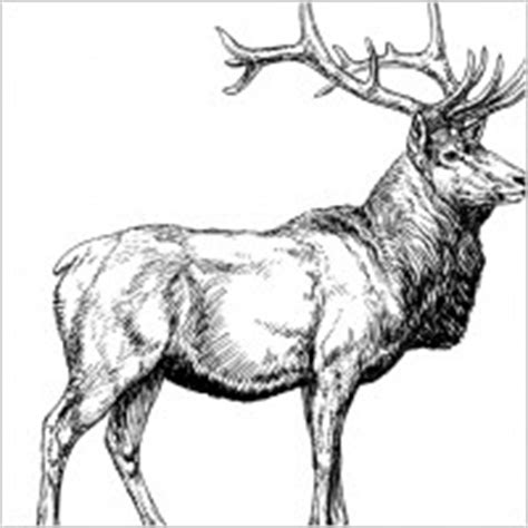 Elk outline Free vector for free download about (4) Free vector in ai ...