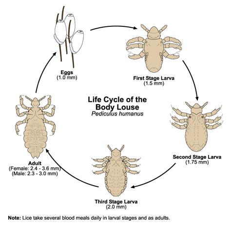 Lice | Public Health and Medical Entomology | Purdue | Biology ...