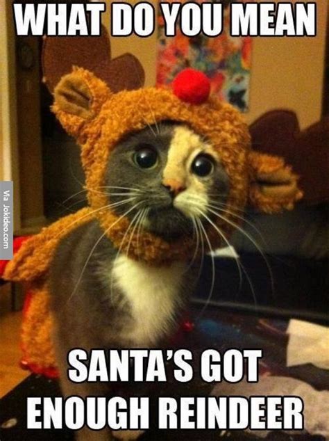 Christmas Cat Quotes Funny - ShortQuotes.cc