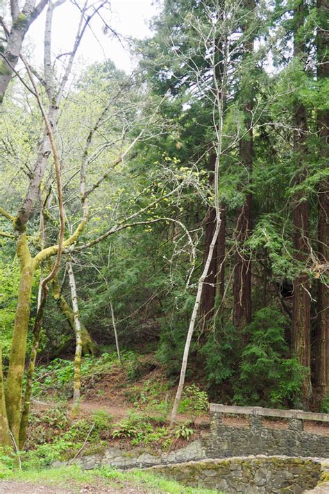 Picnic at Reinhardt Redwood Regional Park - Lonely Hiker