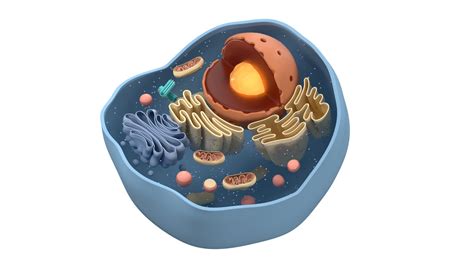 3D Model Cell Structure Section - TurboSquid 2241190