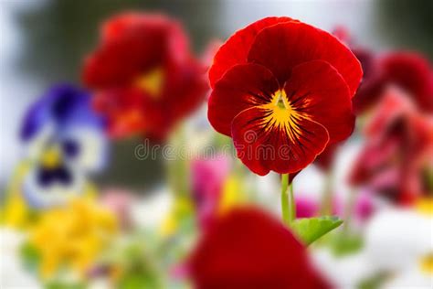 Beautiful Pansies in Spring Stock Image - Image of blossoms, colorful ...