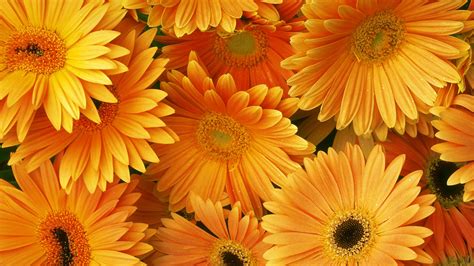 Beautiful Orange Flowers – VitalCute