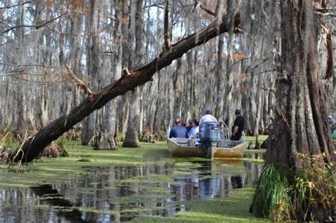 Cajun Adventures Honey Island Swamp Tour in Slidell, Louisiana - Kid ...