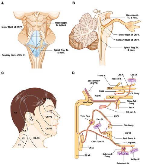 Trigeminal Nerve | The Neurosurgical Atlas, by Aaron Cohen-Gadol, M.D.