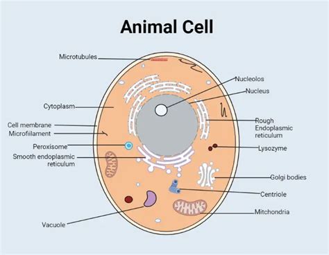 Microtubule Animal Cell