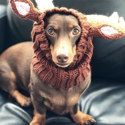 10 Best Wiener Dog Costumes For Halloween [PICTURES] - DogTime | Dog ...