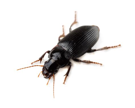 9 Common Types of Black Bugs with Pictures and Identification Guide - A ...