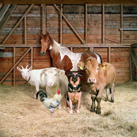 Rob MacInnis / Farm animal portraits in the style of fashion ...