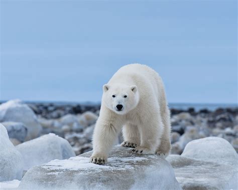 Polar Bear | Hot Sex Picture