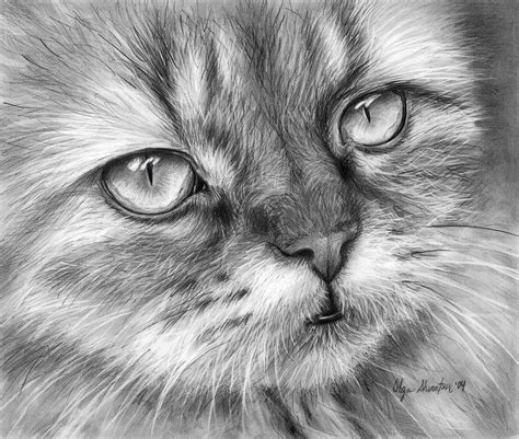 Cat Pencil Sketch