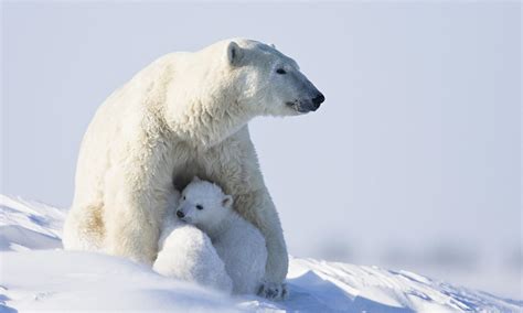 Polar Bear Wallpapers Images Photos Pictures Backgrounds