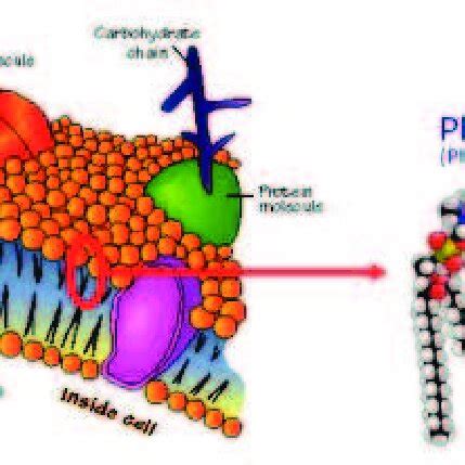 1 (a) Cell membrane(from [1]).(b) Cell membrane Phospholipid. From [2 ...