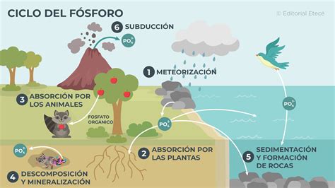 Ciclo Del Oxigeno Dibujo - Infoupdate.org