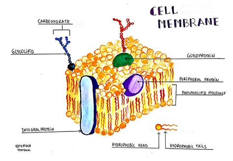 Cell Membrane Structure And Function