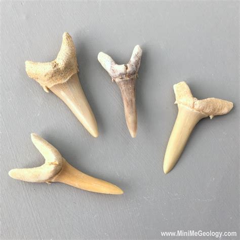 Shark Teeth Fossils – Mini Me Geology