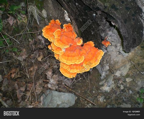 Orange/Yellow Fungus On Tree Image & Photo | Bigstock