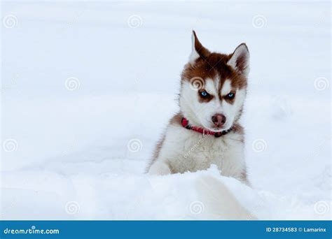 Little Husky with Blue Eyes in the Snow Stock Image - Image of adorable ...