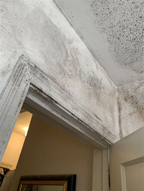 Mold on Walls and How to Remove It | 305 Florida Contractors