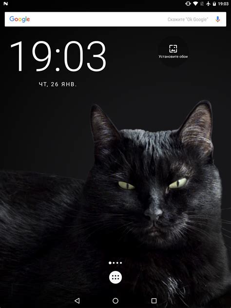 Gambar Kucing Hitam Wallpaper