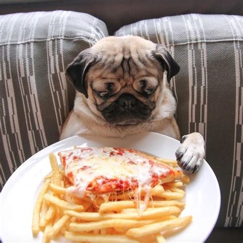 25 Times Doug the Pug Accurately Described Your Relationship With Food ...