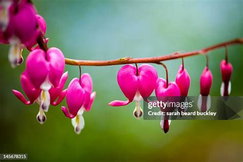 75 Bleeding Heart Flower Arrangement Stock Photos, High-Res Pictures ...