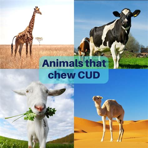 Animals that Chew Cud - Everything you should Know | BOU