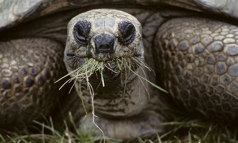 Aldabra tortoise | Smithsonian's National Zoo