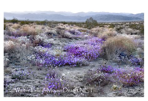 Mojave Desert Wildflowers