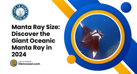 Manta Ray Size: Discover the Giant Oceanic Manta Ray in 2024 - Life in ...