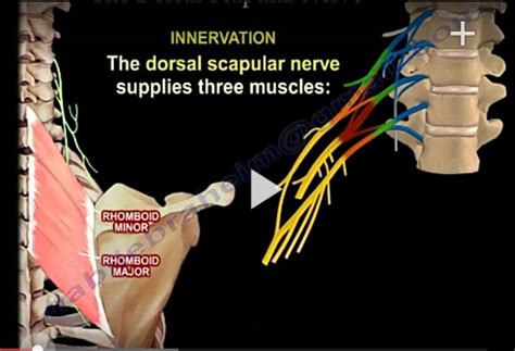 Anatomy of Dorsal Scapular #Nerve — OrthopaedicPrinciples.com