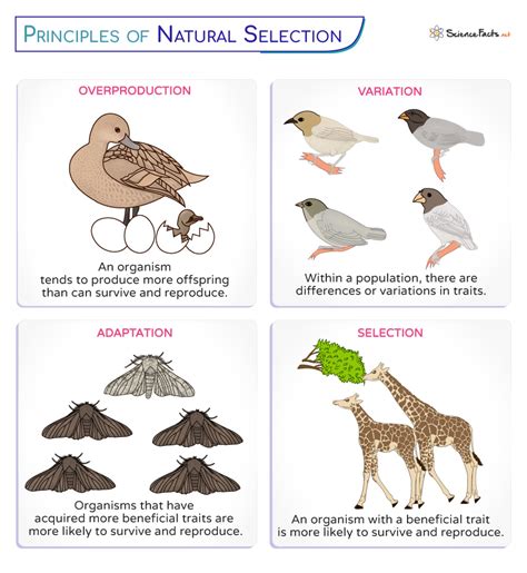 Natural Selection - Definition, Principles, Process, Types, & Examples