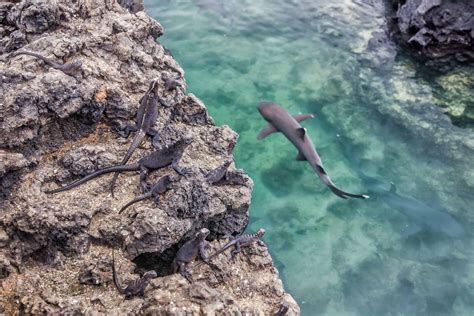 Unique Galapagos Islands Animals You Must See