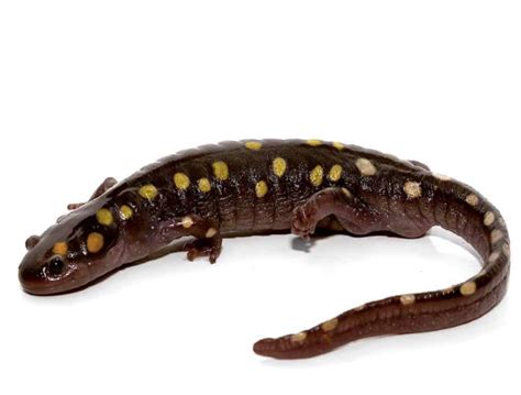 Spotted Salamander For Sale - Upriva Reptiles