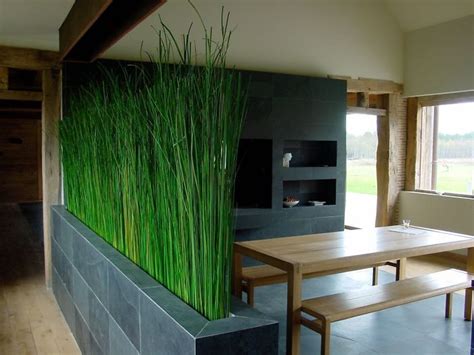 Indoor Grass Plants - Plants BN