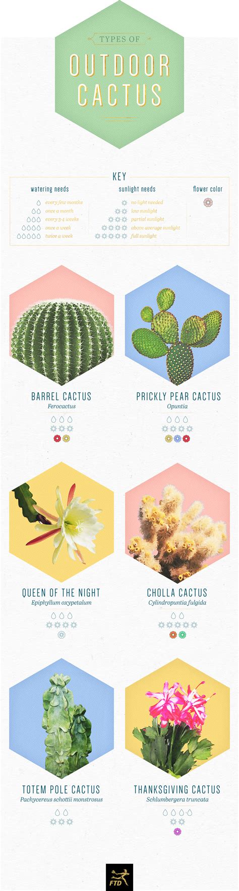 14 Types of Cactus for Your Home and Garden - FTD.com