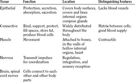 Human Body Tissues And Their Functions