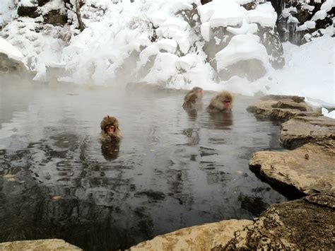 Snow Monkeys in hot springs. Nagano, Japan. | Monkeys in hot springs ...