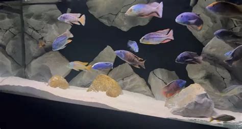 African Cichlid Tank Mates - Aquariuman