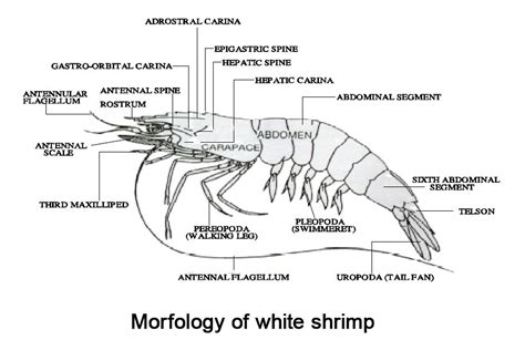 Shrimp Culture | Morphology, anatomy, and physiology of shrimp ...