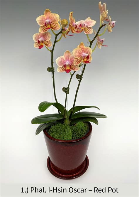 Orchid Gift Arrangements (MN Local Only) - OrchidWeb