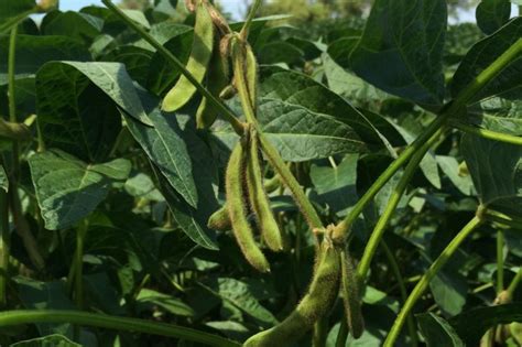 The Bean Report – Are you selecting the right soybean varieties for ...